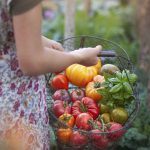 recolte-tomates-panier-680x1024-1.jpg